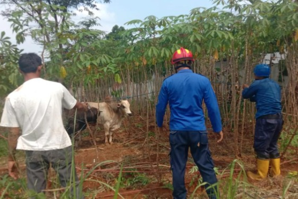 Sapi Mengamuk di Bogor Saat Hendak Disembelih, Warga Berlari Panggil Damkar