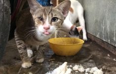 DKI Bahas Subsidi Layanan Kesehatan Hewan di Jakarta: Bukan BPJS Hewan!
