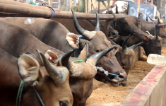 Siapa Saja yang Berhak Menerima Daging Kurban