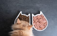 Cara Bikin Makanan Kucing Sendiri dengan Budget Receh