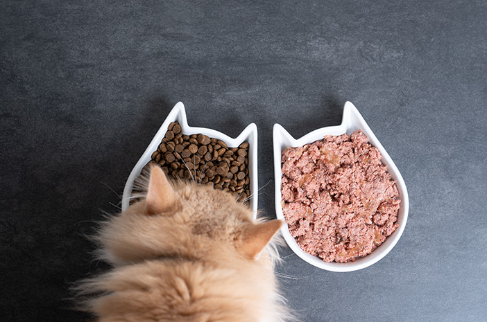 Cara Bikin Makanan Kucing Sendiri dengan Budget Receh