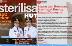 Kuota Terbatas 150 Ekor, Ini Syarat Pendaftaran Sterilisasi Kucing Jantan Gratis di Depok, Simak!