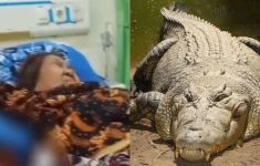 Lansia Diterkam Buaya Muara di Kalimantan Tengah