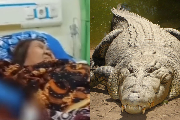 Lansia Diterkam Buaya Muara di Kalimantan Tengah