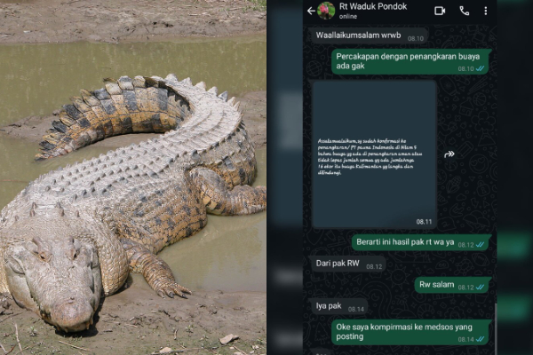Isu Puluhan Buaya Lepas di Bekasi Bikin Warga Panik, Begini Penjelasan Camat Jatisampurna