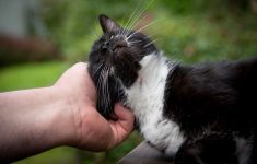 Tanda Kucing Sudah Anggap Kamu Sebagai Rumahnya