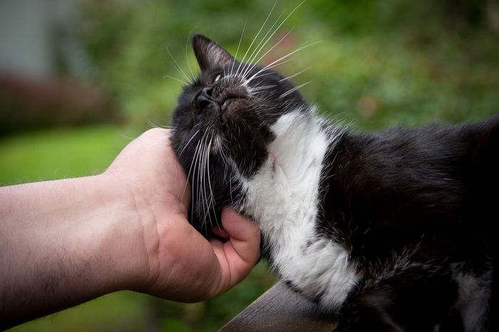 Tanda Kucing Sudah Anggap Kamu Sebagai Rumahnya