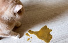 Kucing Kesayangan Anda Keracunan
