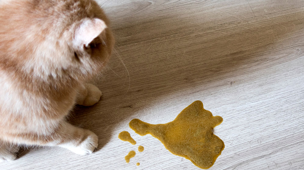 Kucing Kesayangan Anda Keracunan
