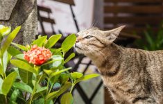 Tanaman Hias Pengusir Alami Kucing Tanpa Perlu Menyakiti