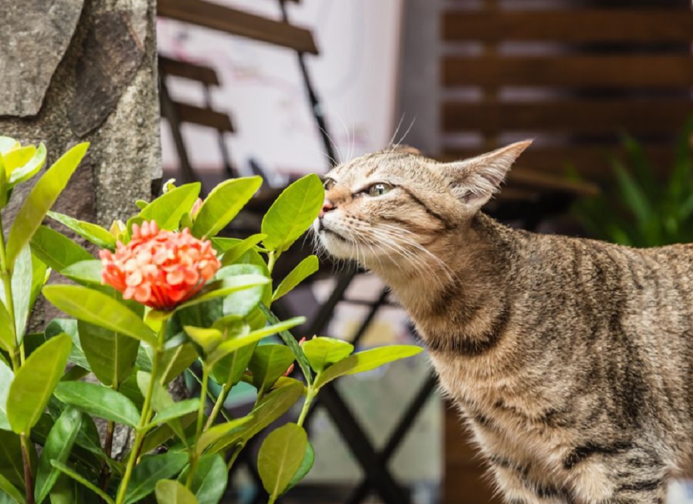 Tanaman Hias Pengusir Alami Kucing Tanpa Perlu Menyakiti