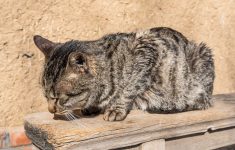Tanda Kucing Sedang Sakit yang Tidak Disadari Oleh Pemiliknya