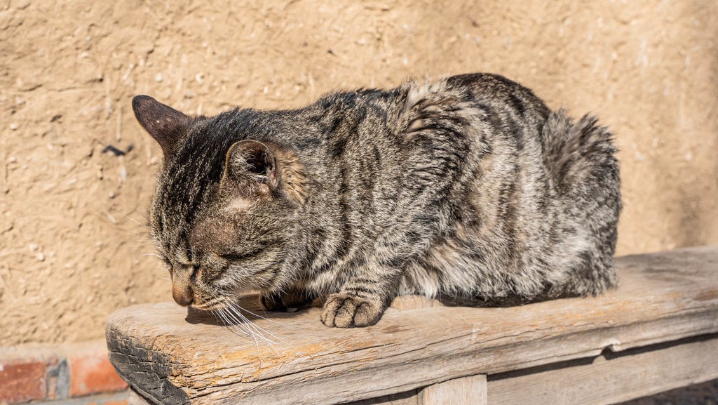 Tanda Kucing Sedang Sakit yang Tidak Disadari Oleh Pemiliknya