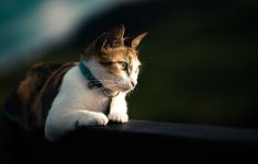 Apakah Kucing Bisa Menangis Seperti Manusia