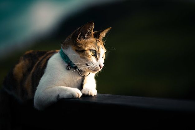 Apakah Kucing Bisa Menangis Seperti Manusia