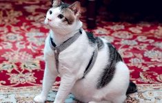 Kucing Peliharaan Pemimpin Dunia yang Kini Jadi Sorotan Publik