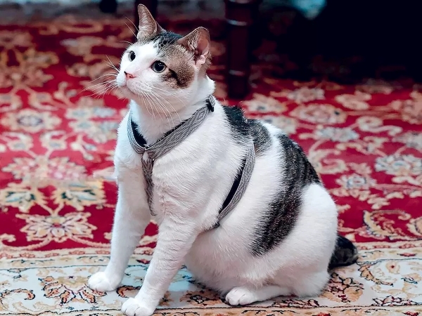 Kucing Peliharaan Pemimpin Dunia yang Kini Jadi Sorotan Publik