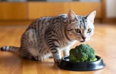 Jenis Sayuran yang Menyehatkan untuk Kucing