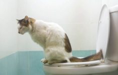 Sudah Satu Bulan Tapi Kucing Belum Mau BAB di Toilet