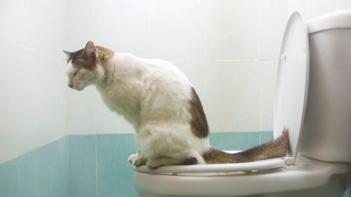 Sudah Satu Bulan Tapi Kucing Belum Mau BAB di Toilet