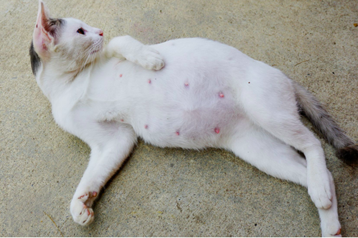 Cara Ampuh Mencegah Kucing Betina Hamil Tanpa Steril