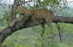 Macan Tutul Kabur dari Penangkaran di Lembang Park and Zoo, Hari Kedua Pencarian Masih Nihil