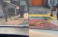 Pria Tutup Akses Trotoar Pakai Ular Piton Gegara Kesal dengan Pemotor Nakal, Netizen: Mengatasi Masalah dengan Masalah