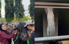 Aktris Fairuz A. Rafiq Diinjak Sapi Seberat 1,2 Ton, Begini Kronologinya!