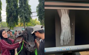 Aktris Fairuz A. Rafiq Diinjak Sapi Seberat 1,2 Ton, Begini Kronologinya!
