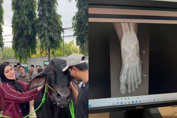 Aktris Fairuz A. Rafiq Diinjak Sapi Seberat 1,2 Ton, Begini Kronologinya!