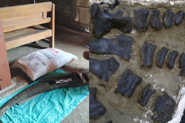 Geger! Penemuan Fosil Kerbau Purba di Blora Usia 250.000 Tahun, Warga Geger Usai Cari Pasir di Sungai
