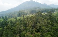 Populasi 9 Macan Tutul di Tangkuban Perahu Tertangkap Kamera, Ini Kata Humas BBKSDA Jabar