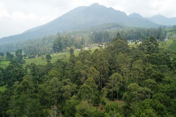 Populasi 9 Macan Tutul di Tangkuban Perahu Tertangkap Kamera, Ini Kata Humas BBKSDA Jabar