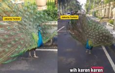 Burung Merak di Duren Sawit Mendadak Viral di Medsos, Ternyata Milik Bambang Soesatyo