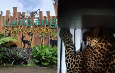 Jejak Macan Tutul Lembang Park & Zoo Diduga Mengarah Hutan Lindung Tangkuban Perahu, Pencarian Masih Nihil