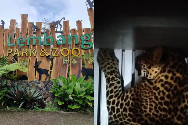 Jejak Macan Tutul Lembang Park & Zoo Diduga Mengarah Hutan Lindung Tangkuban Perahu, Pencarian Masih Nihil