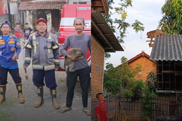Damkar Tangkap Monyet Peliharaan Kabur ke Rumah Warga di Indramayu