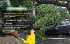 Ciri-Ciri Pohon Rawan Tumbang, Pemerintah Siapkan Santunan hingga Rp50 Juta Korban Pohon Tumbang