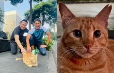 Tanda Eartip pada Telinga Kucing Oren Depan FX Sudirman yang Lagi Viral, Ternyata Ini Maknanya!