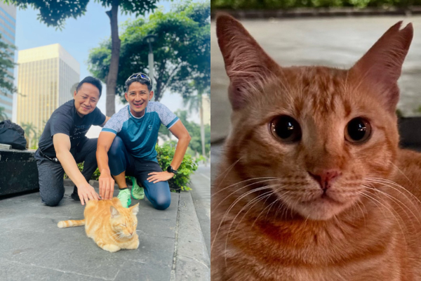 Tanda Eartip pada Telinga Kucing Oren Depan FX Sudirman yang Lagi Viral, Ternyata Ini Maknanya!