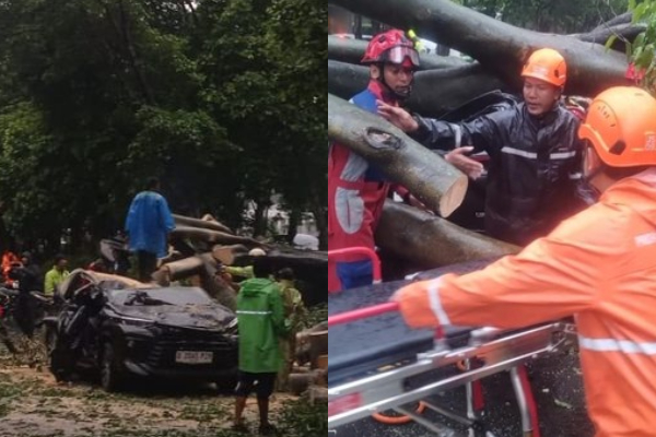 Pengemudi Mobil Tewas Tertimpa Pohon Tumbang di Dharmawangsa