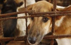 Buntut Penemuan Warung Daging Anjing di Bantul Viral, Gubernur DIY Siapkan Aturan ini!