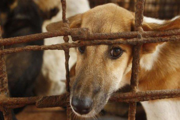 Buntut Penemuan Warung Daging Anjing di Bantul Viral, Gubernur DIY Siapkan Aturan ini! 2 Buntut Penemuan Warung Daging Anjing di Bantul Viral, Gubernur DIY Siapkan Aturan ini!