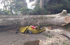 Cara Klaim Santunan Korban Pohon Tumbang di DKI Jakarta