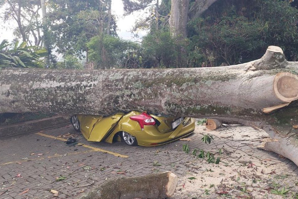 Cara Klaim Santunan Korban Pohon Tumbang di DKI Jakarta, Lengkap Beserta Jenis Santunannya! 4 Cara Klaim Santunan Korban Pohon Tumbang di DKI Jakarta