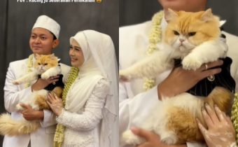 Kucing Jadi Seserahan Pengantin di Banjarmasin, Netizen: Mukanya Marah Banget itu!