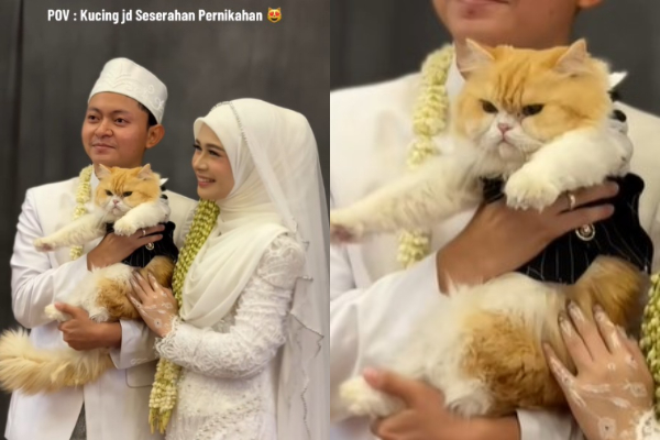 Kucing Jadi Seserahan Pengantin di Banjarmasin, Netizen: Mukanya Marah Banget itu!