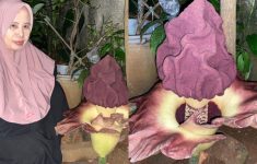 Awal Mula Penemuan Bunga Bangkai di Jagakarsa: Bukan Rafflesia Arnoldi