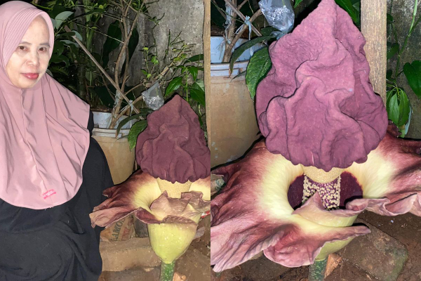 Awal Mula Penemuan Bunga Bangkai di Jagakarsa: Bukan Rafflesia Arnoldi