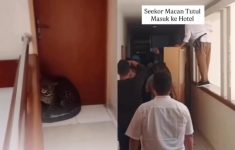 Macan Tutul di Hotel Bandung Bikin Panik, Diduga Milik Lembang Park & Zoo